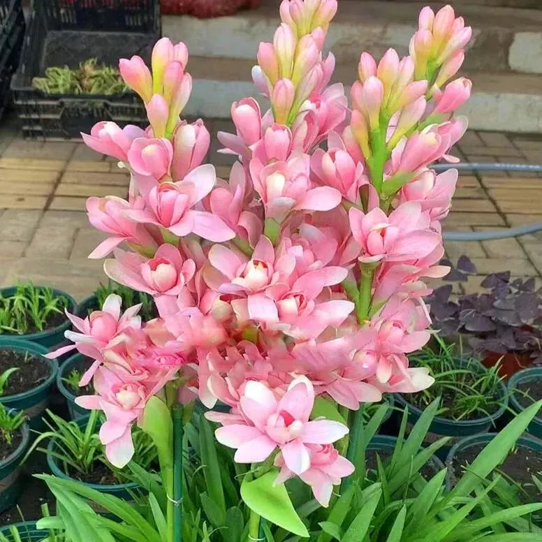 Petalizy™ Tuberose Rajnigandha Seeds (Pack of 2)